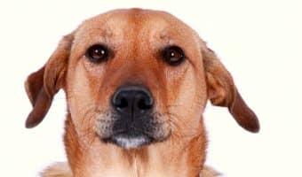 Ever wished you could get paid without having to attend a traditional job? Then you’re in luck—because that’s exactly what pet-sitters around the country get to do. It’s hard to imagine a better gig! Learn how to do it!