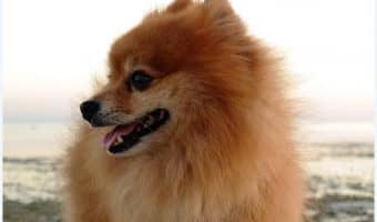 How perfect are these 10 Pomeranian dog names? The hardest part is deciding which to go with! Guess you’ll just have to get 10 dogs! Just kidding…sort of!