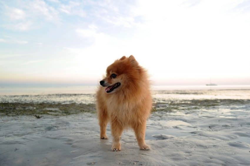 How perfect are these 10 Pomeranian dog names? The hardest part is deciding which to go with! Guess you’ll just have to get 10 dogs! Just kidding…sort of!