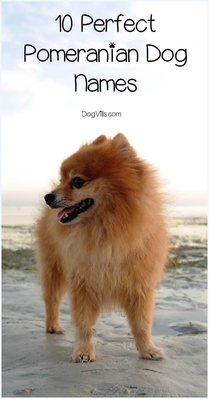 popular pomeranian names