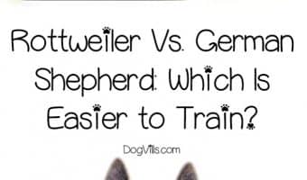 Rottweilers vs. German Shepherds: which dog breed is easier to train? Let's take a look at their personalities to find out!