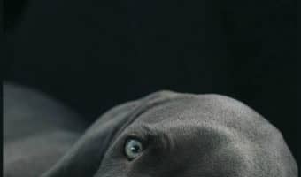 Need Fido to chill out a bit so you can relax? You know what they say, a tired dog is a good dog! Check out 5 ways to tire out your dog!