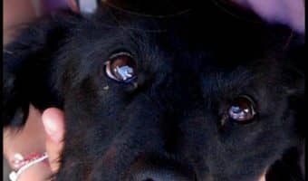 Dog massage is a great way to improve your dog's health and get in some great bonding time. Find out where to massage your dog for optimum results!