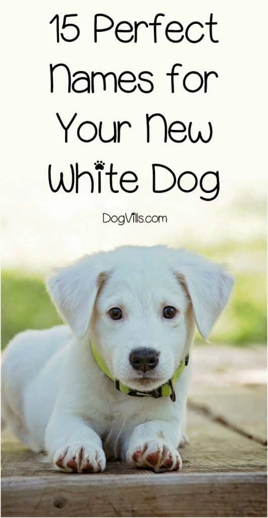 15 Perfect White Dog Names For Your New Puppy