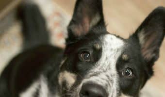 We all want to spend as many years as possible with our canine companions. Check out 9 simple things you can do to add years to your dog’s life!