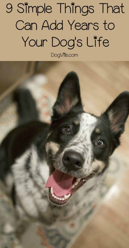 how to add dog years