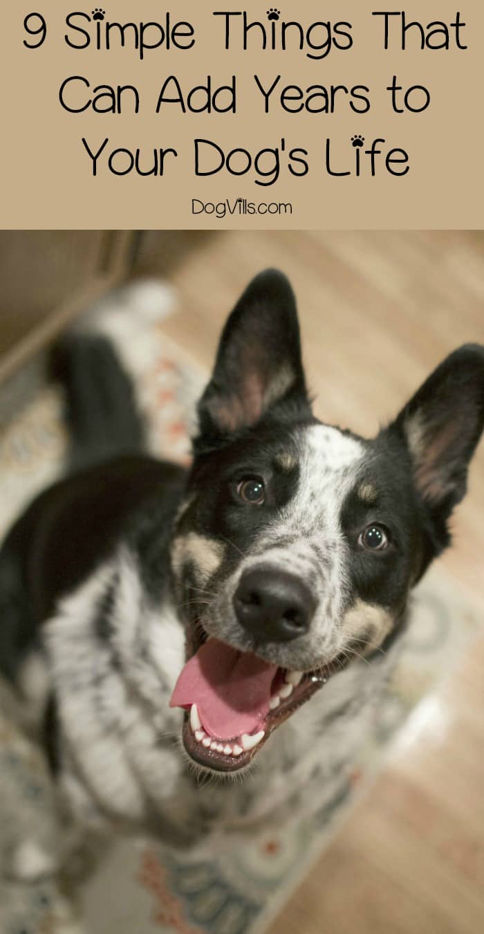 can dogs adhd 9 simple things that can add years to your s dogvills can dogs adhd 9 simple things that can add years to your s dogvills