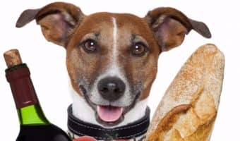 We know you can take your dog to the mall and some pet-friendly hotels, but are dogs allowed in grocery stores? Find out if Fido can go food shopping with you!