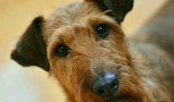 Can dogs eat selenium? Find out if this popular health supplement is really safe for your pooch, or if it’s better off avoided.