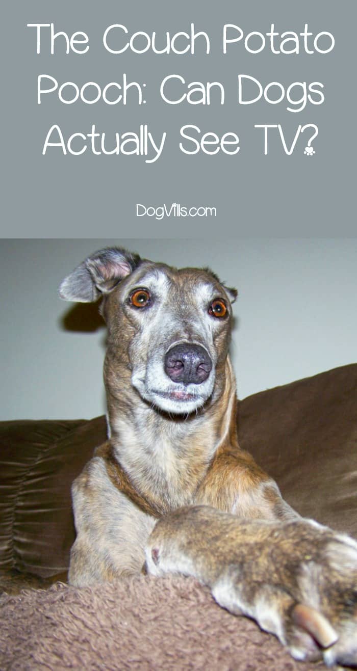 can dogs see tv potato pooch can dogs actually see tv dogvills can dogs see tv potato pooch can dogs actually see tv dogvills