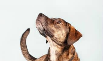 You don’t have to live in the south to give your new pooch one of these 12 sweet country dog names! Check them out and let us know which is your favorite!