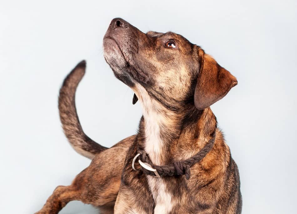 country puppy names 12 sweet country names for your new pup dogvills country puppy names 12 sweet country names for your new pup dogvills