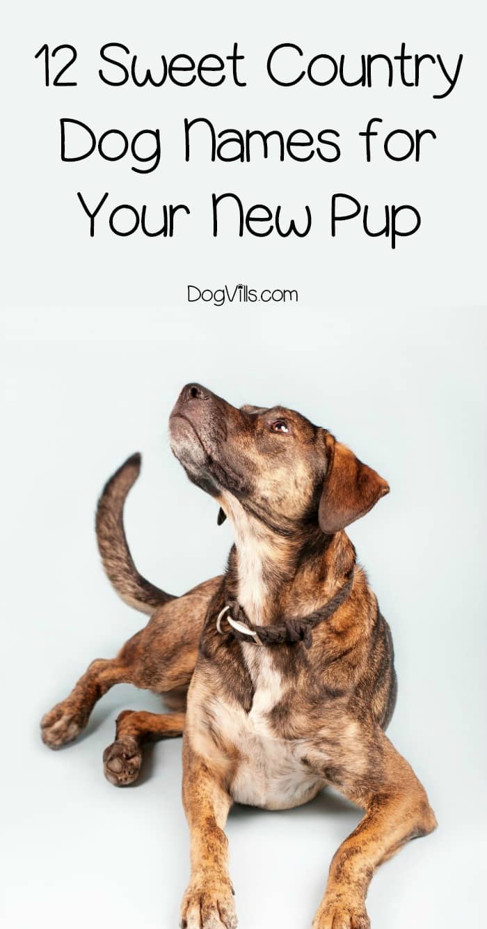 146 Sweet Country Dog Names for Your New Pup DogVills