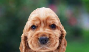 Which dog breeds have the cutest puppies? We think these 12 darlings are definitely at the top of the list! Check them out and share your opinion!