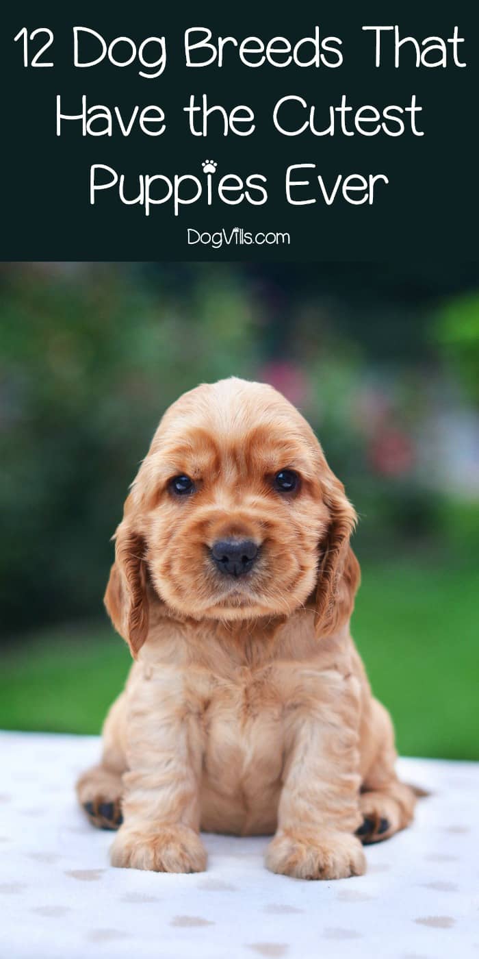 Top 12 Dog Breeds That Have The Cutest Puppies Ever Dogvills