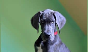 What is the right thing to do when your dog damages someone else's property? Before you pull out your check book, read on for tips on how to diffuse the situation entirely.