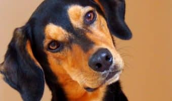 Can dogs have flea allergies? You betcha! Find out how those nasty little critters can affect your precious pup and what to do about it!