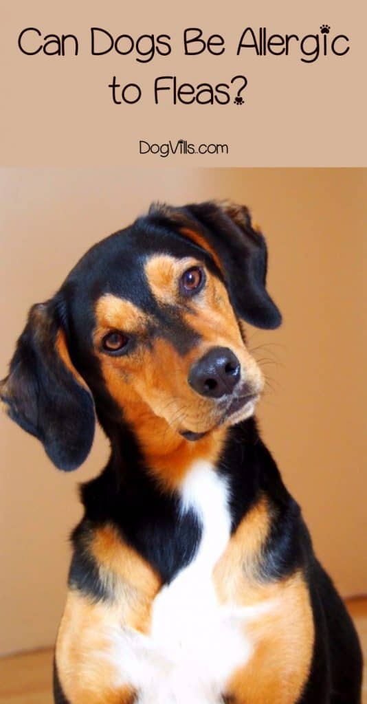 Everything You Need to Know About Dogs & Flea Allergies