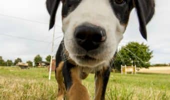 How do you catch a loose dog? Very carefully! Follow these four easy steps to help you wrangle a pooch on the loose quickly and safely!