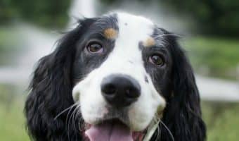 Dog recall is one of the most important obedience training skills. Learn what it is and how to improve it in your pooch in 3 easy steps!