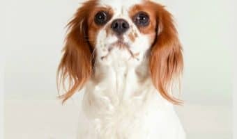 Is it safe to give dogs iodine? Find out if your pooch really needs this trendy supplement or if he’s already getting enough through his diet.