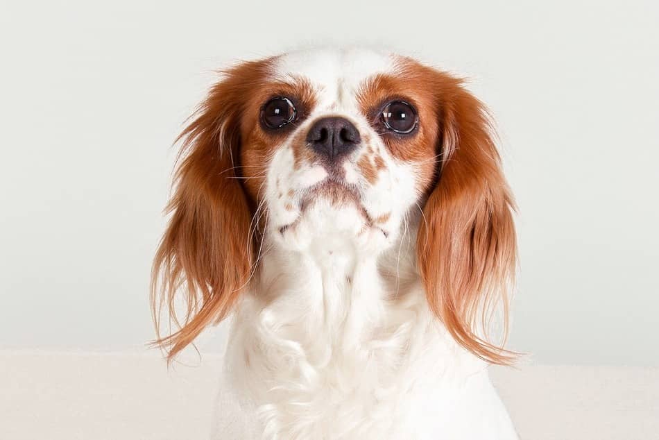 Iodine and Dogs Should You Give Them Supplements? DogVills