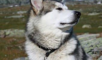 How do you leash train an adult rescue dog who hasn't had much experience with walks? Check out 3 easy steps to help him learn!