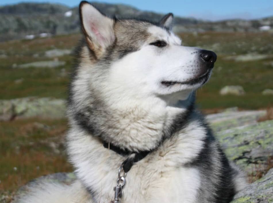 How To Train Older Dogs To Walk On Leash How To Train Older Dogs To Walk On Leash