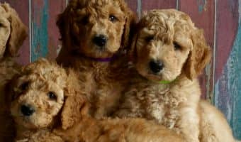 Bringing home littermates is no more challenging than bringing home any other pair of puppies. Get ready, Littermates mean A LOT more work than one pup.