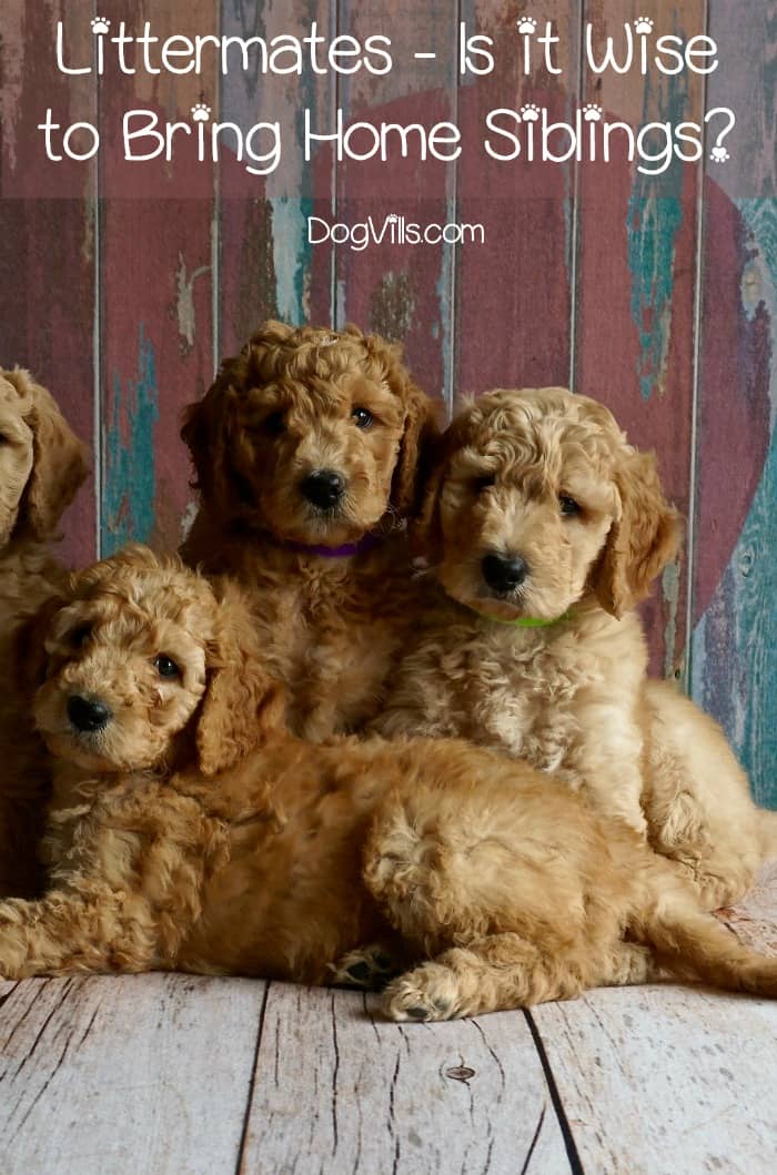 Littermates Is it Wise to Bring Home Siblings DogVills