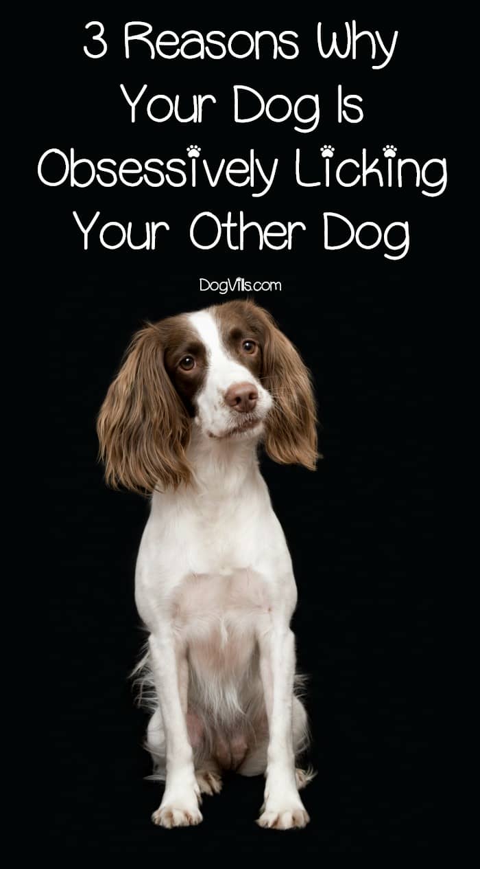 6 Major Causes Of Obsessive Licking Behavior In Dogs 6 Major Causes Of Obsessive Licking Behavior In Dogs