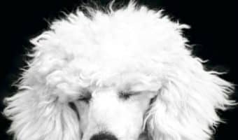 Aren't these 10 poodle dog names just precious? Find the perfect moniker for your new pup with these adorable names for boy and girl dogs! Check them out!