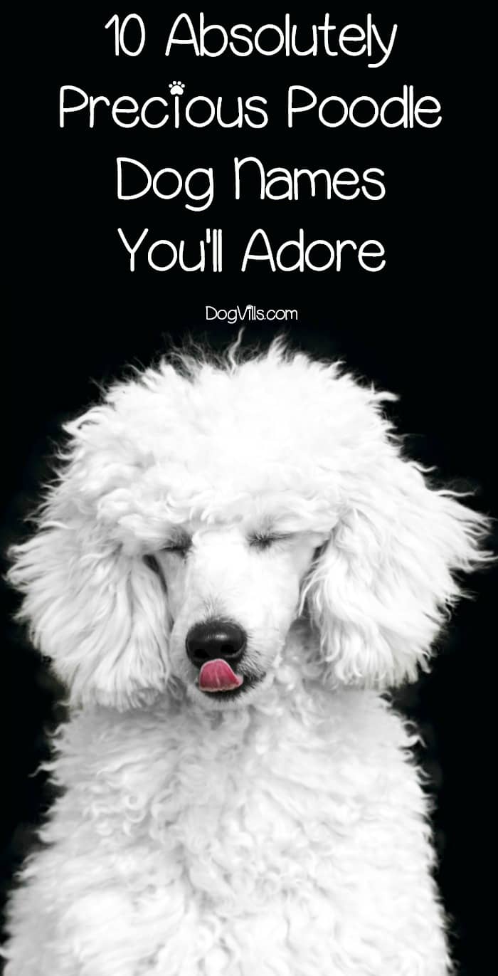 10 Absolutely Precious Poodle Dog Names You ll Adore DogVills 10-absolutely-precious-poodle-dog-names-you-ll-adore-dogvills