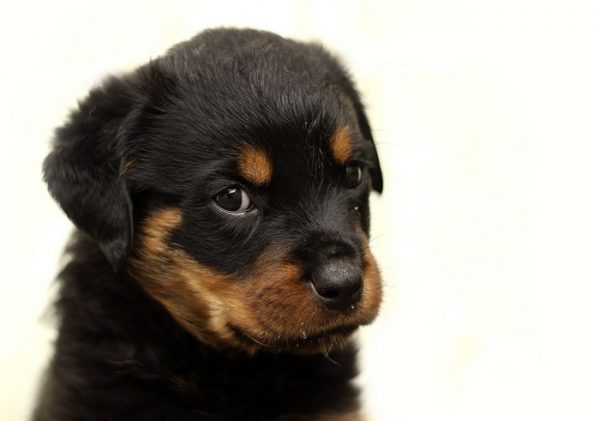 Rottweilers vs. German Shepherds: which dog breed is easier to train? Let's take a look at their personalities to find out!