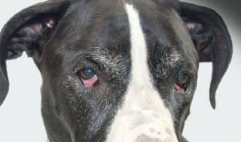 Looking for a furry family friend that isn’t a flurry of activity? Check out 10 of the most calm dog breeds to consider for adoption!
