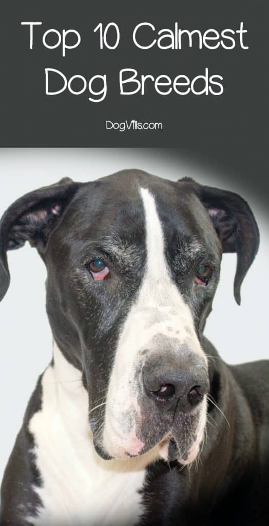 calm docile dog breeds