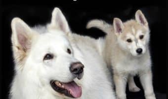 What's so great about dogs? That's a tough one because there are just so many things! Here are our top five answers to that question!