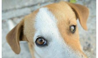 White gums in dogs are a sign of serious problems. Find out what causes them and what you can do to help your dog.