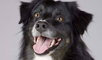 Ever wonder why dogs bark? Check out five different reasons for why Fido loudly sounds the alarm for no apparent reason! I bet you’ll be surprised by a few!