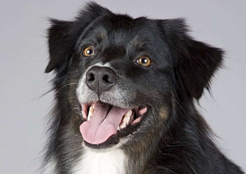 Ever wonder why dogs bark? Check out five different reasons for why Fido loudly sounds the alarm for no apparent reason! I bet you’ll be surprised by a few!