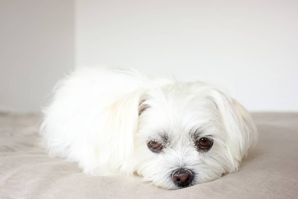 are bichon shih tzu hypoallergenic