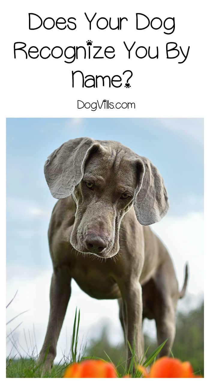 Do Dogs Know Their Name