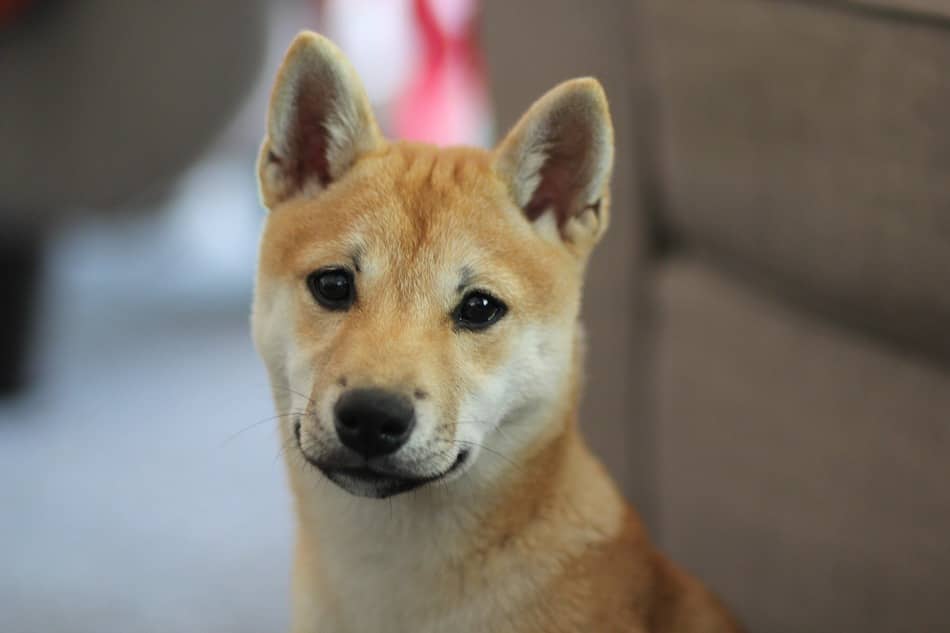 dogs that look like foxes top 11 dogs that look like foxes wolves dogvills dogs that look like foxes top 11 dogs that look like foxes wolves dogvills