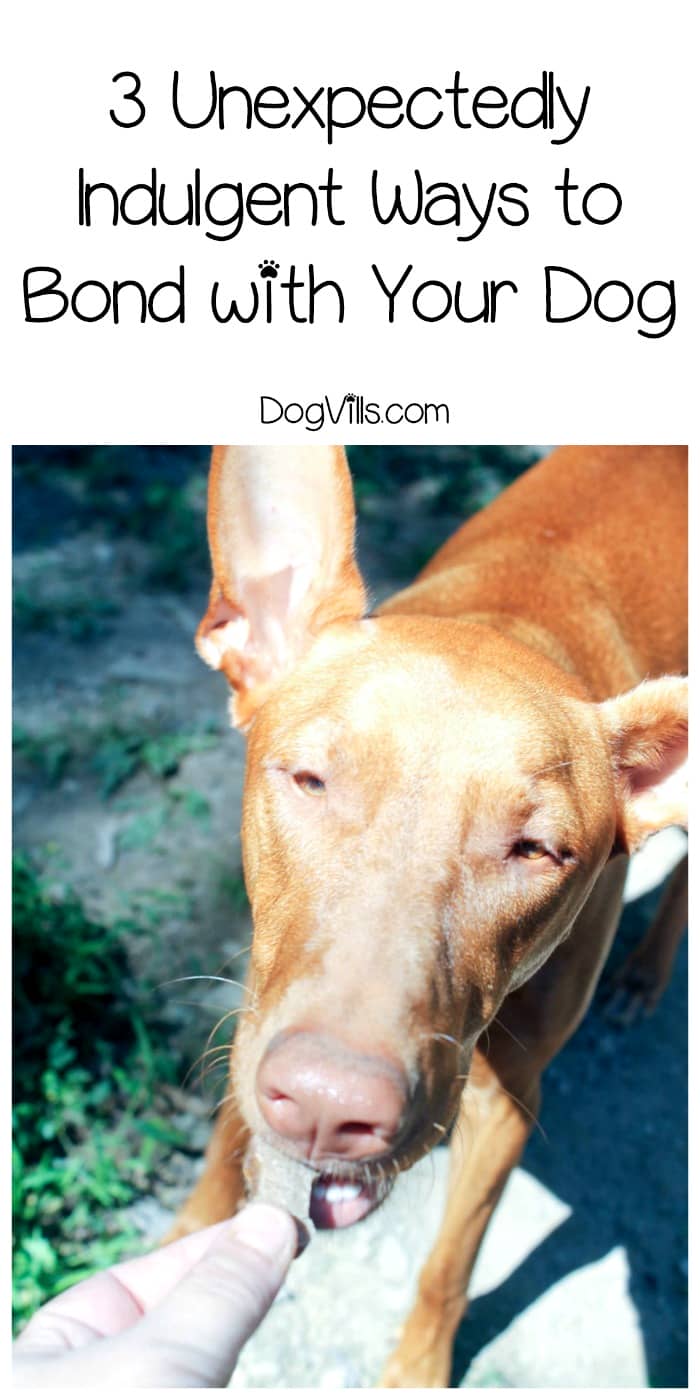 how to bond with your puppy 3 unexpectedly indulgent ways to bond with your dogvills how to bond with your puppy 3 unexpectedly indulgent ways to bond with your dogvills