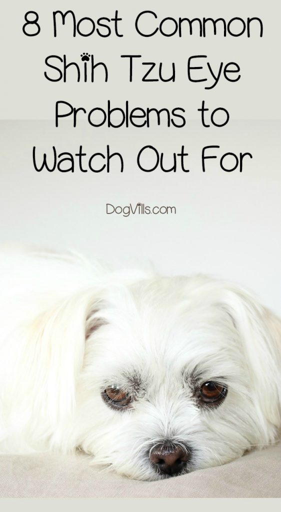 8 Most Common Shih Tzu Eye Problems to 