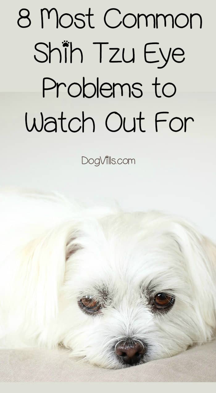 shih tzu cataract surgery cost