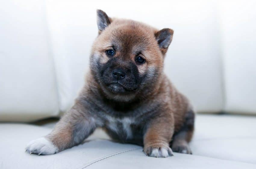 how long does it take for puppy to adjust to new home