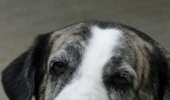 Nothing will take away the heartache of losing a pet, but knowing these 5 things about euthanizing your dog can help ease both of your suffering just a little bit.