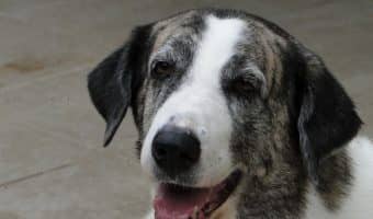 Nothing will take away the heartache of losing a pet, but knowing these 5 things about euthanizing your dog can help ease both of your suffering just a little bit.
