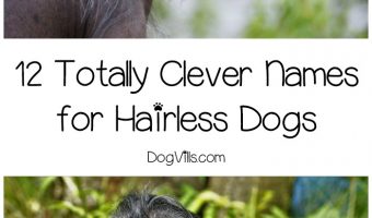 We had so much fun coming up with these names for hairless dogs! If you've recently adopted a Chinese Crested, Xoloitzcuintli, or one of the other hairless breeds, take a peek at what we've come up with for clever names!